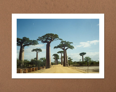Alley of the Baobabs, Madagascar